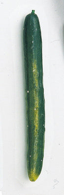 DIFV7290 260㎜ キュウリ