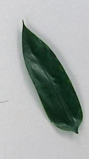 熊笹 （PE） 423-1030