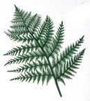 忍草 （PE） 423-1010