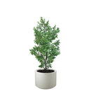 タウンプランターWS丸60型プレーンSG