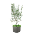 タウンプランターWS丸60型プレーンDG